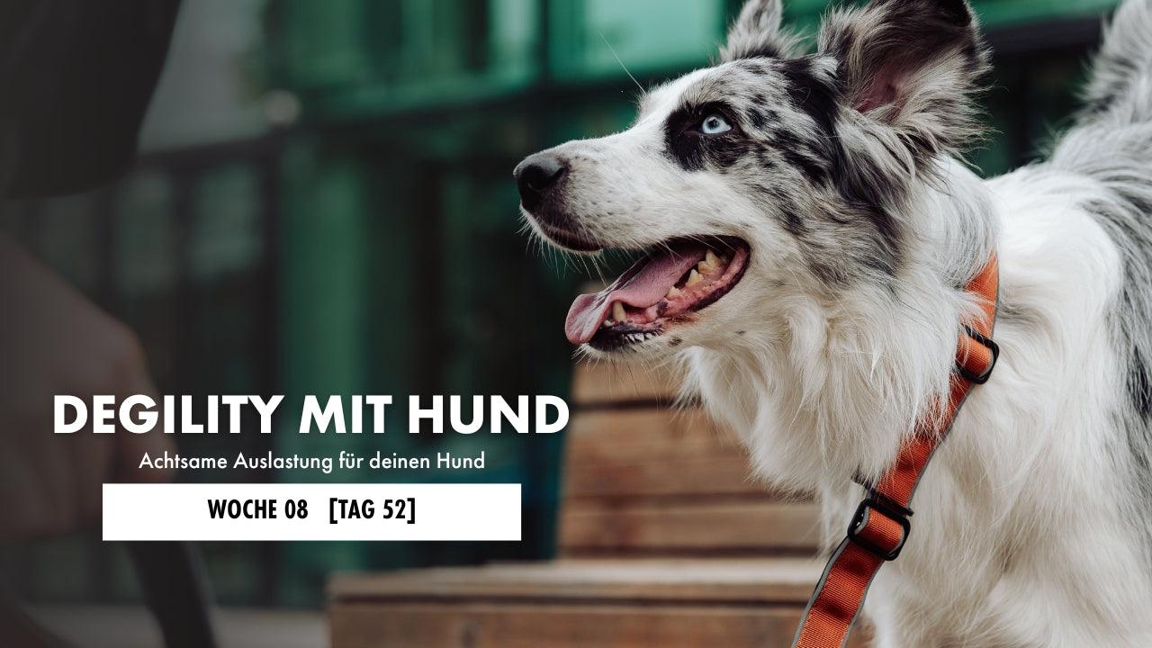 Australian Shepherd steht auf einer Parkbank