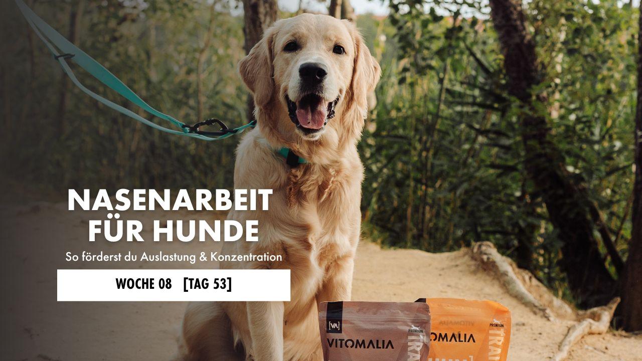 Golden Retriever sitzt vor einem See und neben ihm stehen zwei Tüten mit Leckerli