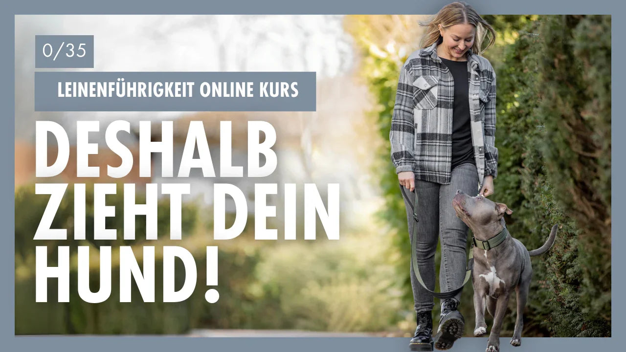 American Staffordshire Terrier zieht an der Leine