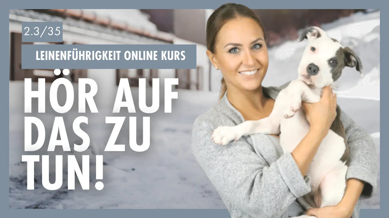 Die Sprache der Hunde verstehen | Klare Kommunikation für Leinenführigkeit