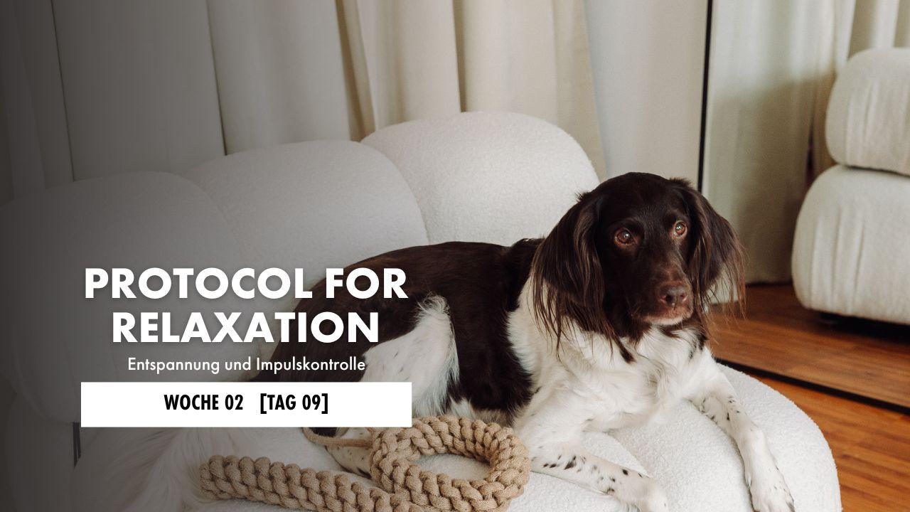 Hund liegt auf der Decke