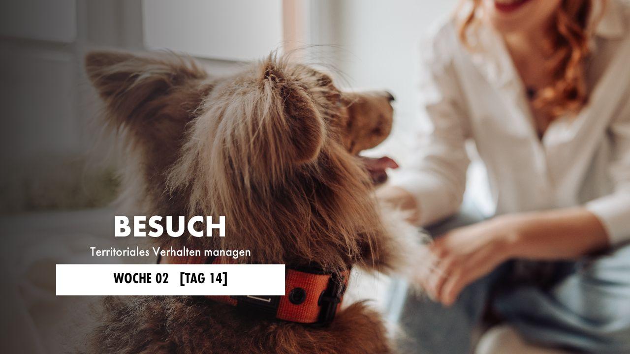 Hund liegt auf der Decke