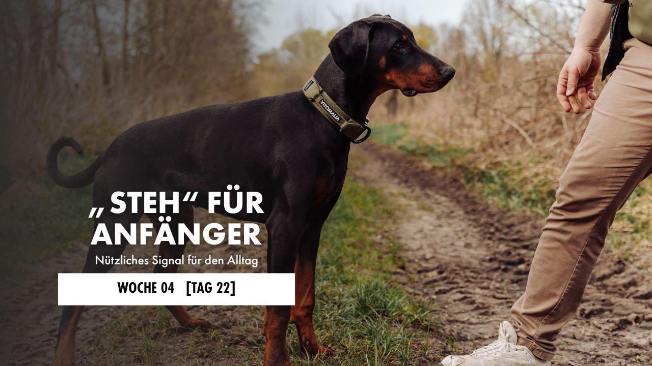 Hund liegt auf der Decke