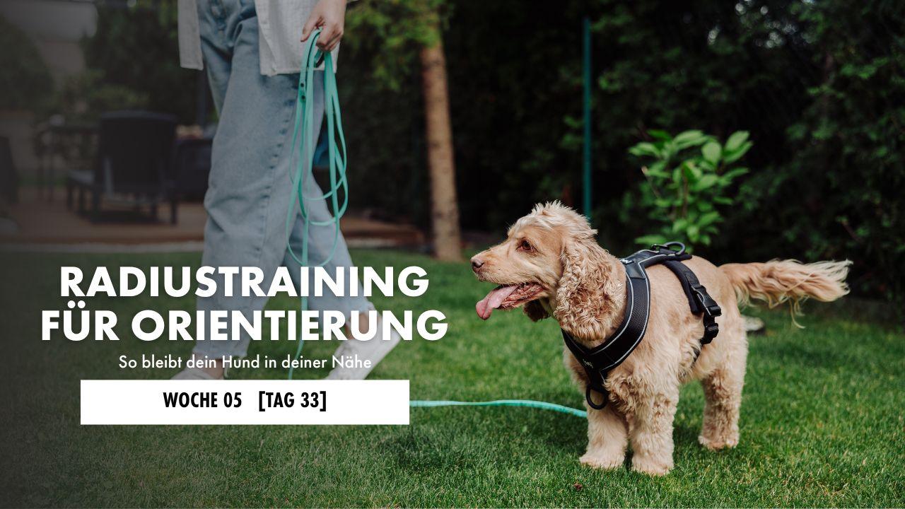 Cockerspaniel mit Geschirr und Schleppleine steht auf einer Wiese