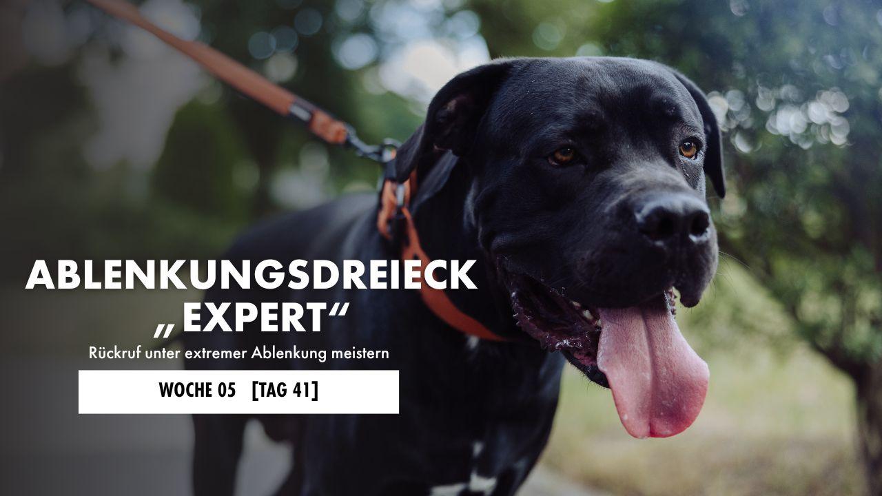 Schwarzer Hund zieht in die Leine