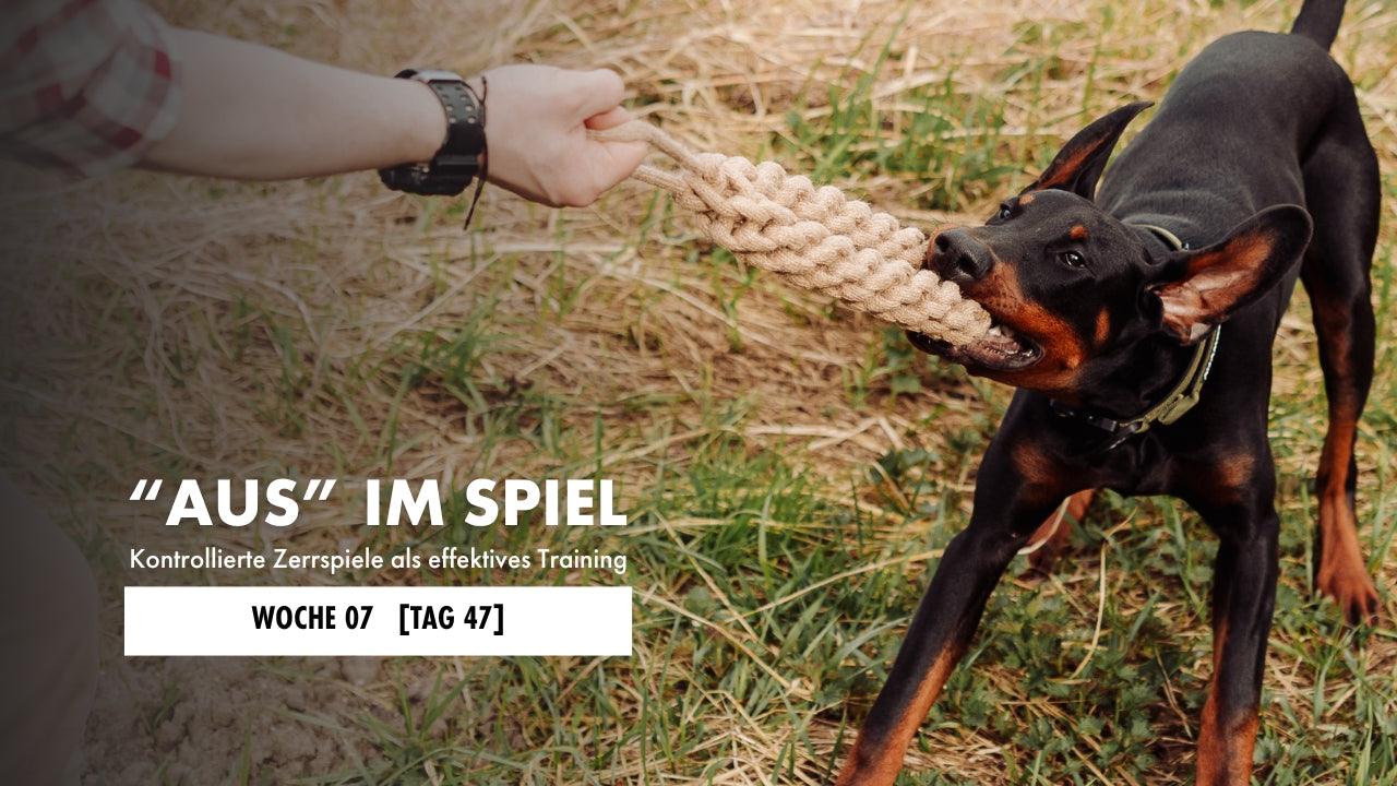 Dobermann zerrt an einem Zerrspielzeug