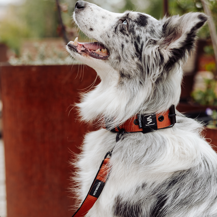 Klassisches Hundehalsband mit abstehender Innenfütterung - Nero Braun - Vitomalia - Hundehalsband Classic Edition