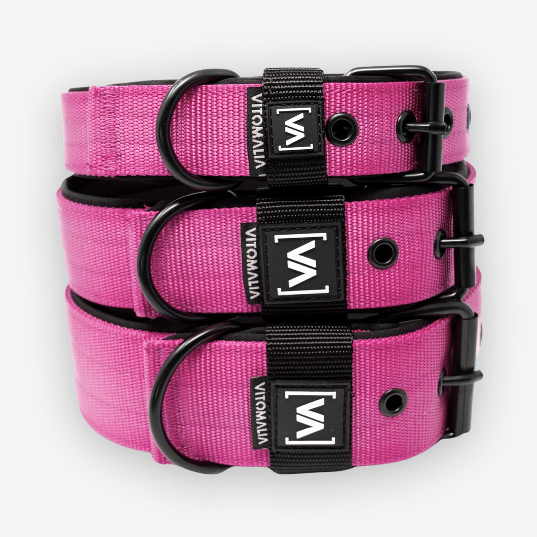 Collier pour chien classique avec doublure saillante - Nero Pink