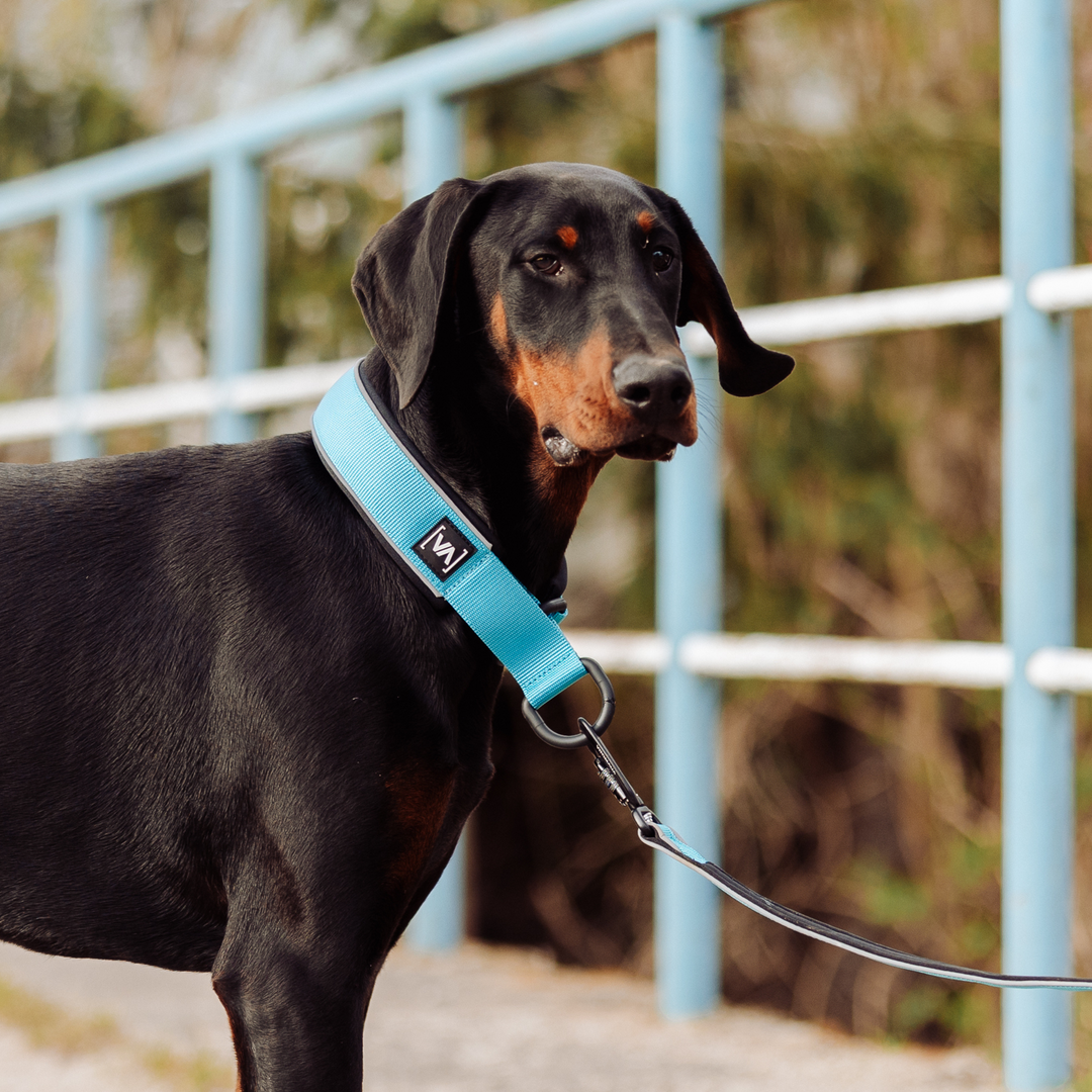 Reflektierendes türkises Zugstopp-Hundehalsband - Mit Anti-Würg-Funktion - Vitomalia - Hundehalsband Easy Go Edition