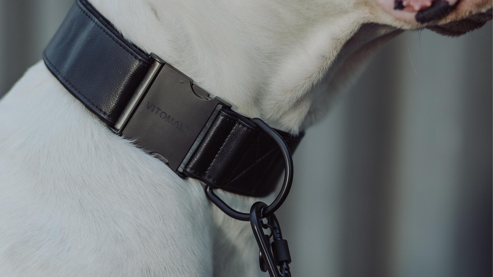 Piñatex Luxus-Hundehalsband - Nachhaltiges Ananas-Leder in Schwarz - Vitomalia - Hundehalsband Luxus Edition