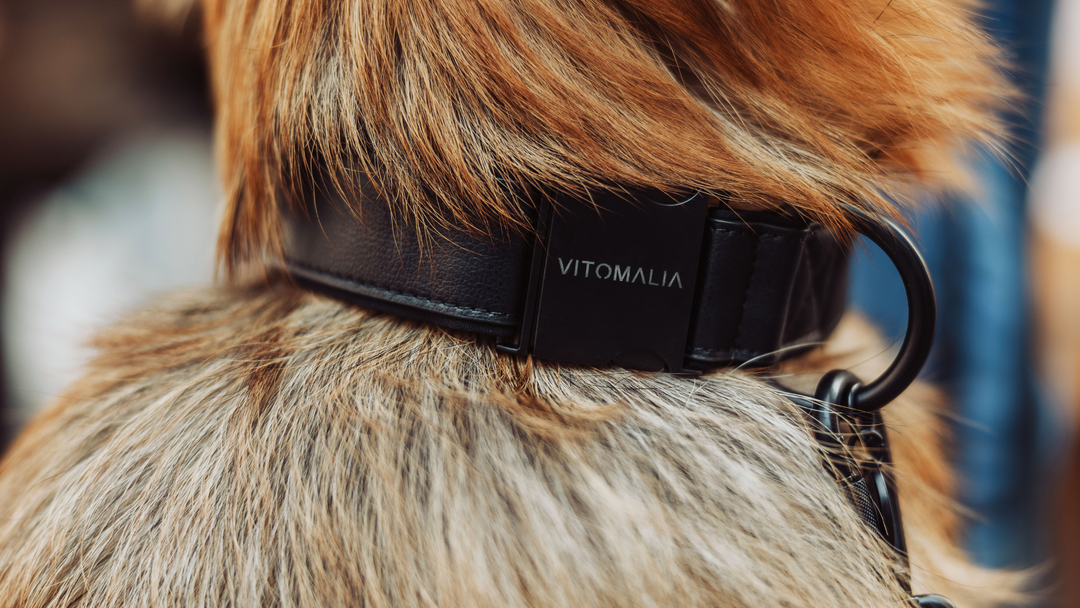 Piñatex Luxus-Hundehalsband - Nachhaltiges Ananas-Leder in Schwarz - Vitomalia - Hundehalsband Luxus Edition