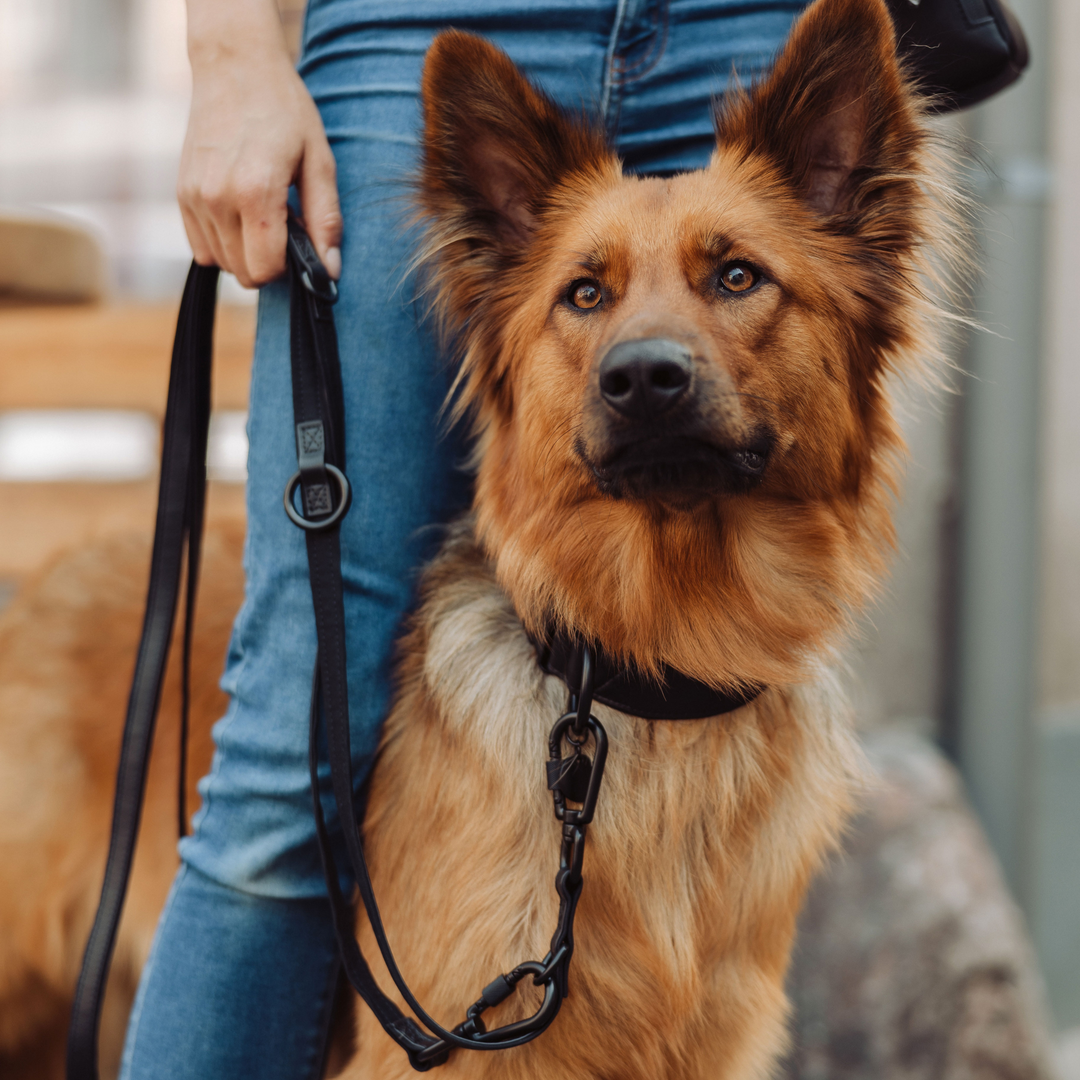 Piñatex Luxus-Hundehalsband - Nachhaltiges Ananas-Leder in Schwarz - Vitomalia - Hundehalsband